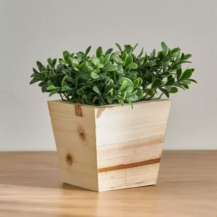 Mini Plant with Pot - 15 cm